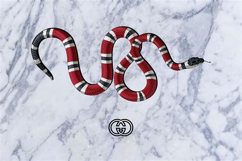 serpent gucci pinterest|gucci snakes.